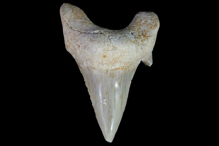 Otodus Shark Tooth Fossil - Eocene #67194